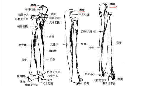 【资料转载】上肢结构（骨骼与肌肉）