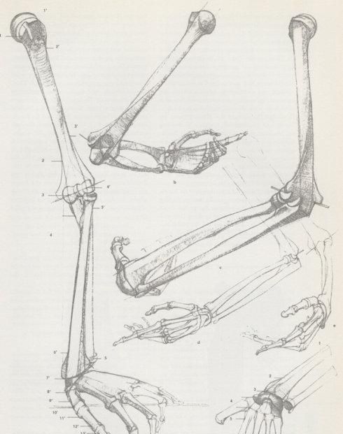 【资料转载】上肢结构（骨骼与肌肉）