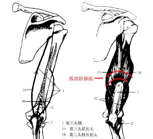 【资料转载】上肢结构（骨骼与肌肉）