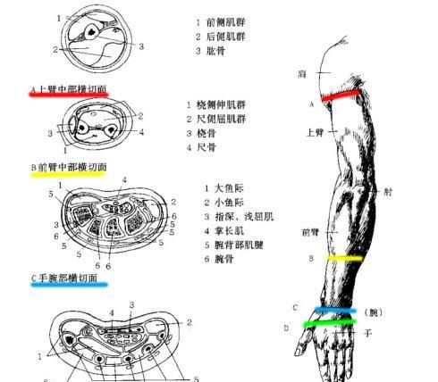 【资料转载】上肢结构（骨骼与肌肉）