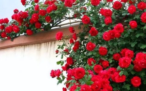 四季开花室内养殖的月季