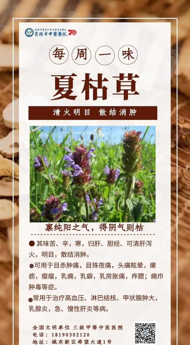 「每周一味」夏枯草：清火明目，散结消肿