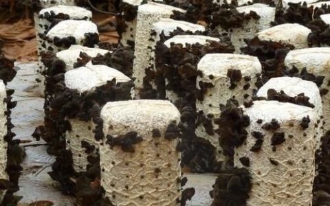 种完蘑菇的蘑菇棒有什么用处,种植蘑菇的棒有没有用