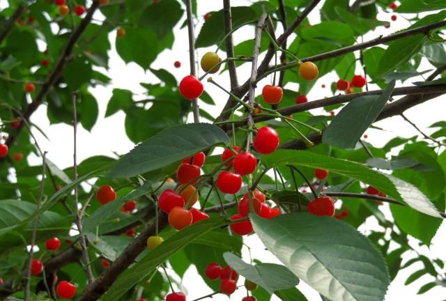 樱桃营养丰富养颜，对食欲不振、消化不良、风湿身痛等均有益处