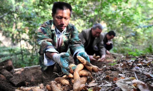 天麻的产地在哪里？天麻哪里产的最好？野生天麻等于骗子！