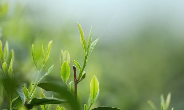 西湖龙井卖出天价？看看它的4个功效，一茶难求也正常