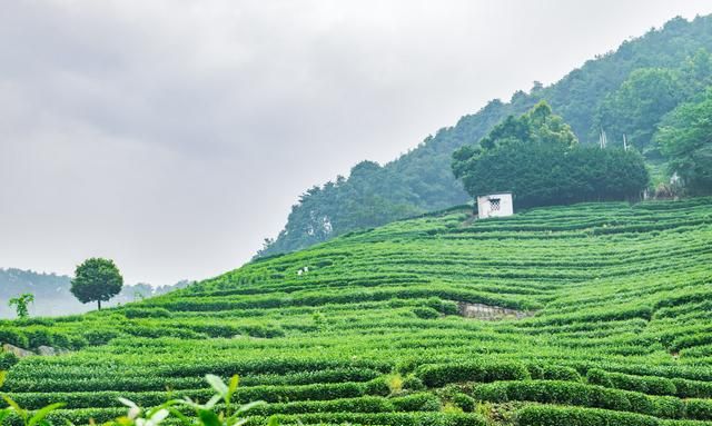 西湖龙井卖出天价？看看它的4个功效，一茶难求也正常