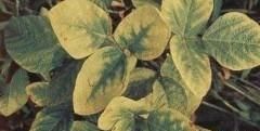 大豆打除草剂后豆黄怎么办(大豆打除草剂黄豆怎么处理)图1