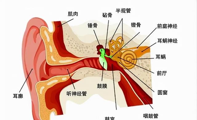 爱耳日 | 全球超15亿人听力受损！这些常见行为很“废”耳