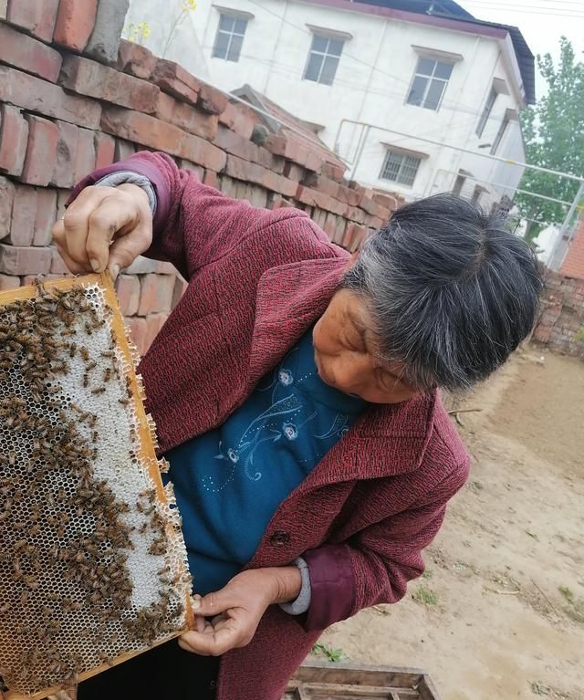 蜂蜜在什么时间取更好(蜂蜜什么时间可以取)图3