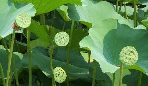 哪里的莲子最好图10