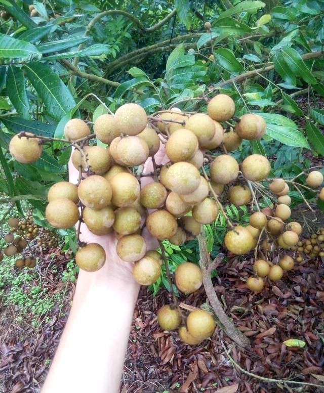 桂圆到底是不是龙眼(桂圆与龙眼有何区别)图1