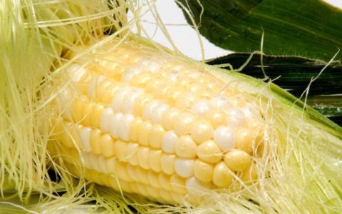 喝玉米胚芽粉会导致血糖高吗(大蒜玉米须泡水降血糖吗)