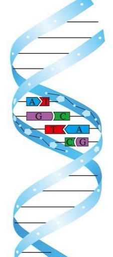 遗传的分子基础——DNA的结构与复制