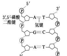 遗传的分子基础——DNA的结构与复制