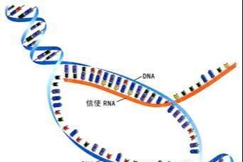 遗传的分子基础——DNA的结构与复制