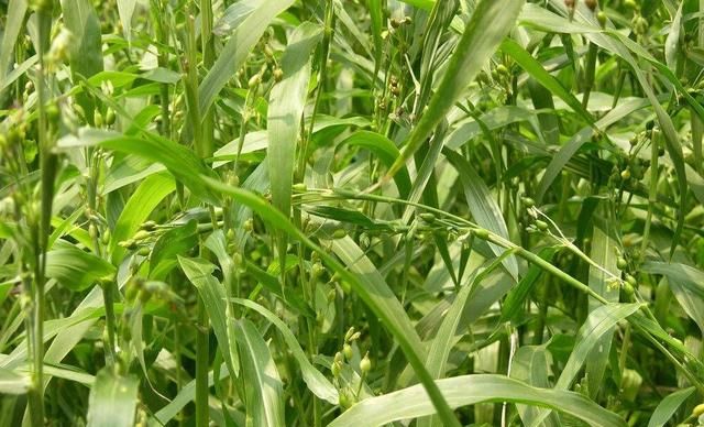 《本草精荟》：粮药同源：薏苡仁的功效与应用