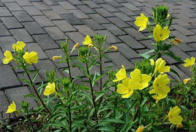 这种花国人常代购, 防治三高血栓、还抗癌