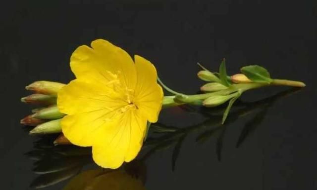 这种花国人常代购, 防治三高血栓、还抗癌