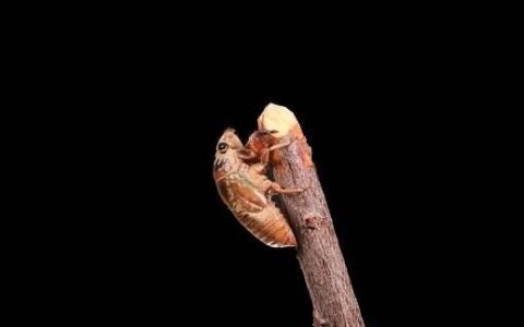 捡到了蝉蜕不要扔它有这些功效(捡蝉蜕的方法)