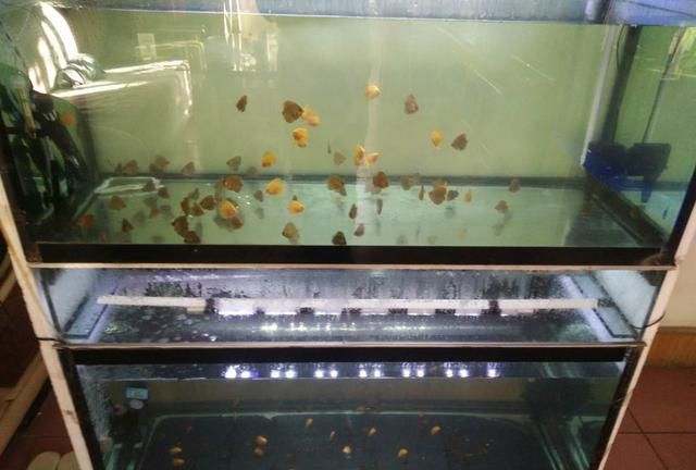 硝化细菌到底能够帮助我们解决鱼缸里的哪些问题？
