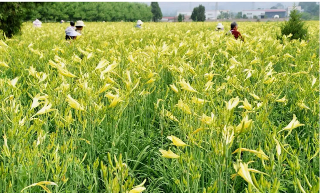 “合欢蠲忿，萱草忘忧”，黄花菜就是忘忧草，它能忘忧吗？