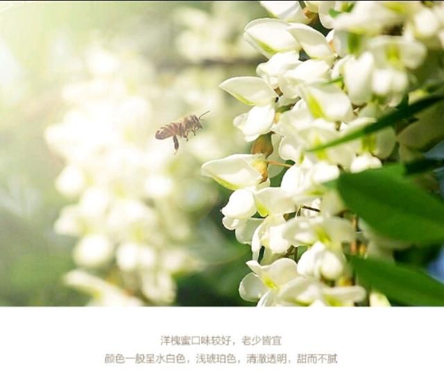 洋槐蜂蜜的特点,枣花蜂蜜和洋槐蜂蜜的功效与作用图2