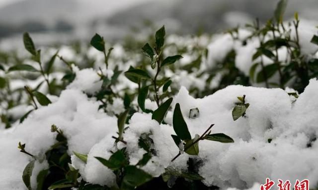 杭州迎雨雪 专家称利于西湖龙井品质提升