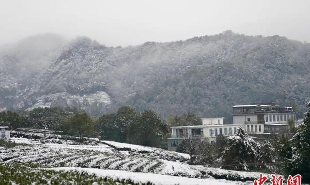 杭州迎雨雪 专家称利于西湖龙井品质提升