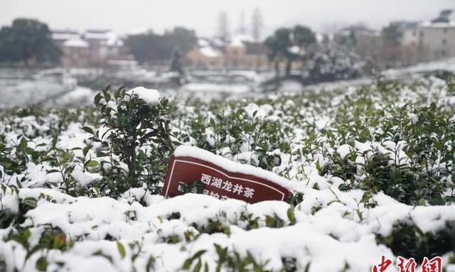 杭州迎雨雪 专家称利于西湖龙井品质提升