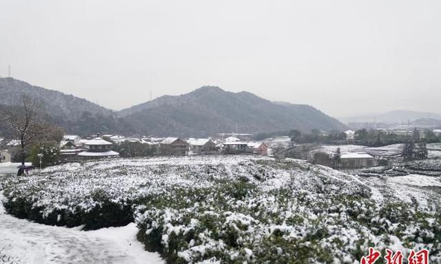 杭州迎雨雪 专家称利于西湖龙井品质提升