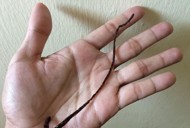 大捕蚯蚓只因药材地龙涨价，专家呼吁应探索科学人工养殖