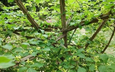 鬼箭羽下山桩怎么种,鬼箭羽下山桩种植方法