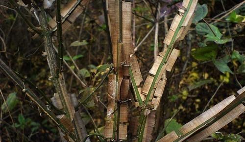 鬼箭羽下山桩怎么种,鬼箭羽下山桩种植方法图3