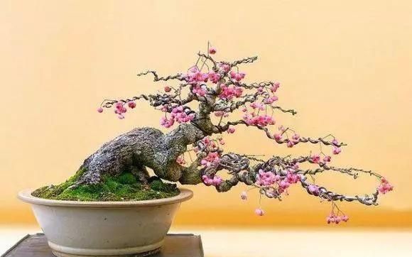 鬼箭羽下山桩怎么种,鬼箭羽下山桩种植方法图4