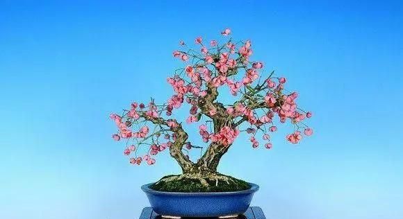 鬼箭羽下山桩怎么种,鬼箭羽下山桩种植方法图5