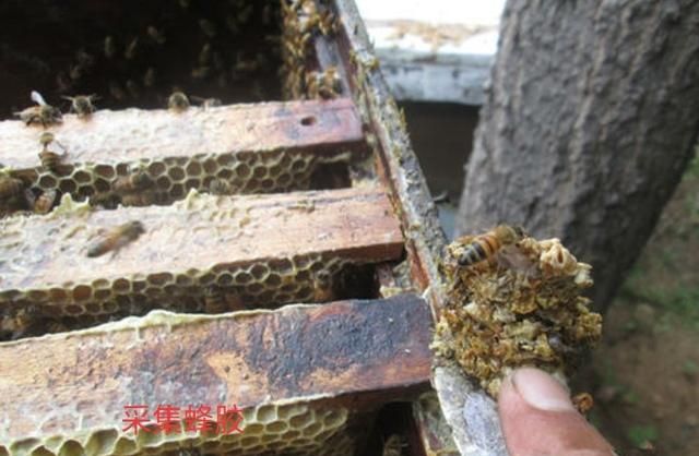 怎样生产蜂胶,蜂胶生产方法大全图6