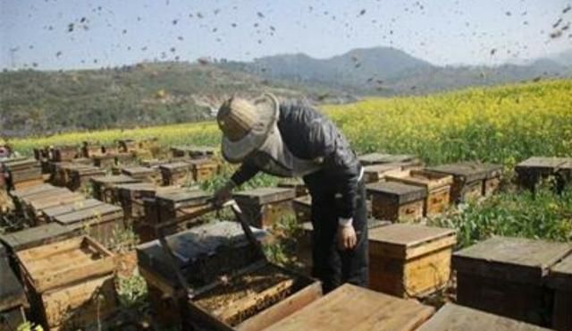 怎样生产蜂胶,蜂胶生产方法大全图7