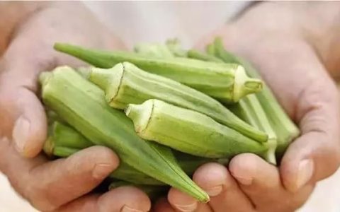秋葵究竟是一种什么样的蔬菜 它都有哪些功效