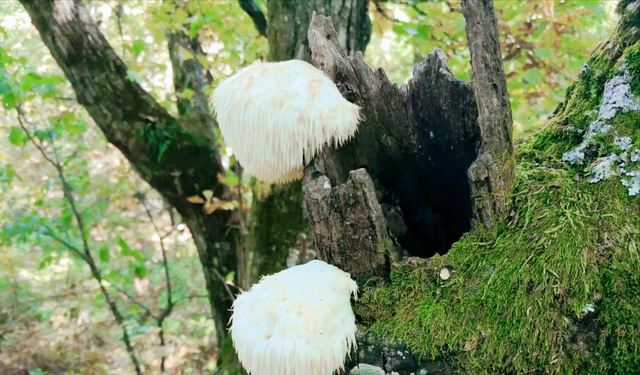 八大山珍之一，与熊掌、海参和鱼翅齐名，猴头菇有什么食用价值