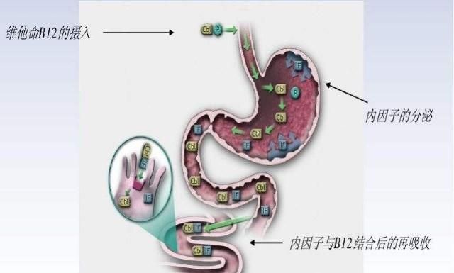 体内缺维生素B12，身体会出现哪些症状？吃什么补充？应该了解下