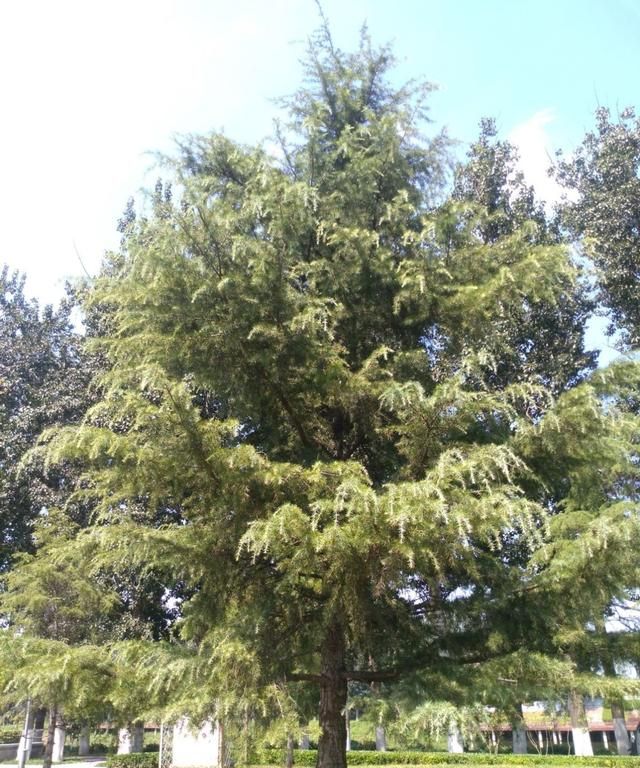 清香的精油，神奇的树种，雪松美容师