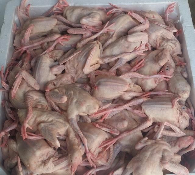 冰冻乳鸽为啥便宜,广东出售冰冻乳鸽图5