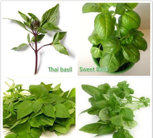 怎样做出好吃的蔬菜沙拉?有什么诀窍呢图4