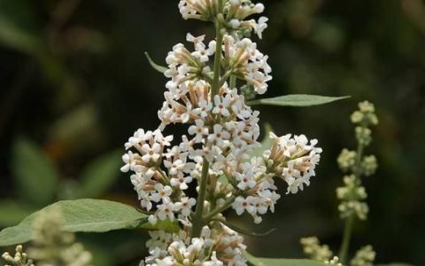密蒙花的功效与作用是什么(蒙花和密蒙花是一种药材吗)