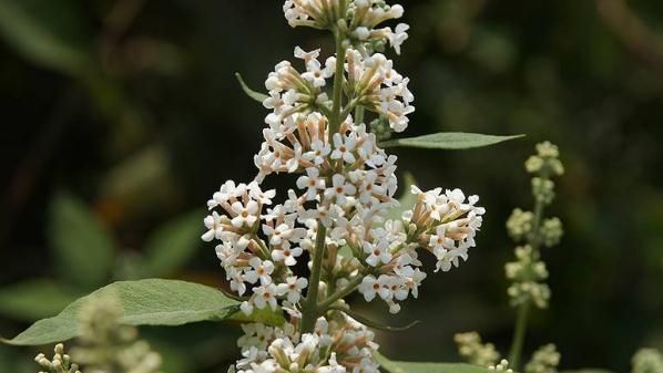 密蒙花的功效与作用是什么(蒙花和密蒙花是一种药材吗)图1