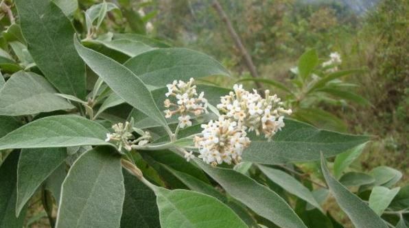 密蒙花的功效与作用是什么(蒙花和密蒙花是一种药材吗)图2