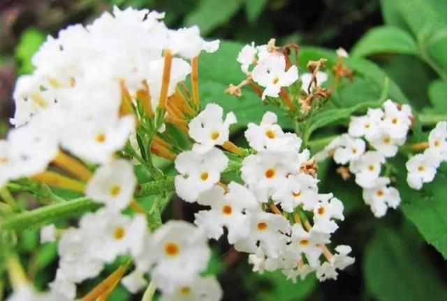 密蒙花的功效与作用是什么(蒙花和密蒙花是一种药材吗)图4