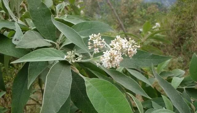 密蒙花的功效与作用是什么(蒙花和密蒙花是一种药材吗)图5