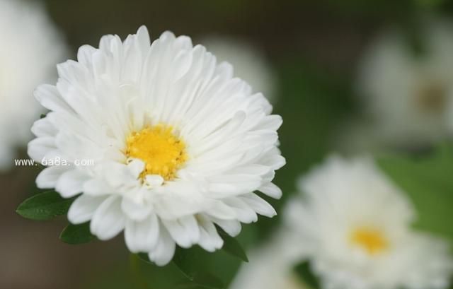 头昏喝点 杭白菊茶